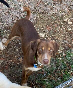 Catahoula Leopard Dog Dogs Available for Adoption in Jemison, Alabama - Fudge | PetCurious