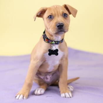 Mixed Breed Dogs Available for Adoption - Nirvana | PetCurious