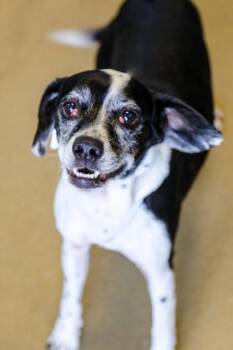 Mixed Breed Dogs Available for Adoption in Dothan, Alabama - Kali | PetCurious