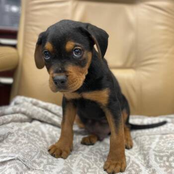 Hemingway (Uno) -  Hound and Mixed Breed Dog for Adoption in Wimberley, Texas - Hemingway (Uno) | PetCurious