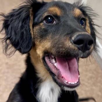 Mixed Breed Dogs Available for Adoption in Joliet, Illinois - Luka | PetCurious