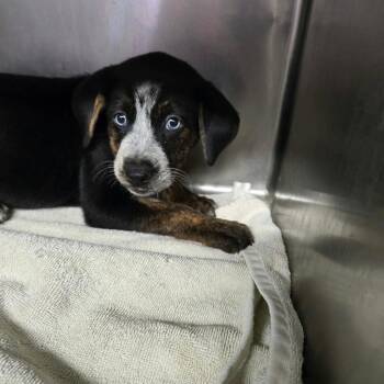 Abby OS AZ -  Cattle Dog Dog for Adoption in Las Vegas, Nevada - Abby OS AZ | PetCurious