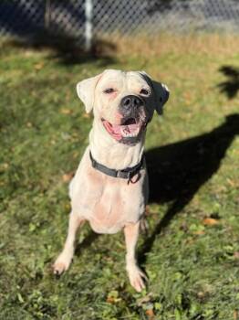 Chance -  Boxer Dog for Adoption in Cobourg, Ontario - Chance | PetCurious