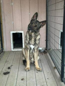 Justin -  German Shepherd Dog Dog for Adoption in Cloquet, Minnesota - Justin | PetCurious