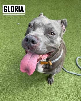 Gloria -  Mixed Breed Dog for Adoption in Flint, Michigan - Gloria | PetCurious