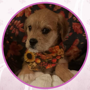 Rescue Mixed Breed Dogs for Adoption in Toms River, New Jersey - Pina Colada Cupcake | PetCurious