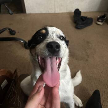 Bell -  Australian Cattle Dog Blue Heeler Dog for Adoption in Bristol, Indiana - Bell | PetCurious