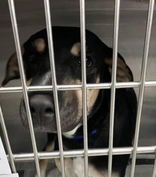 Leo -  Hound Dog for Adoption in Parma, Ohio - Leo | PetCurious