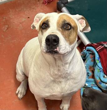 Rescue Pit Bull Terrier Dogs for Adoption in Ridgway, Colorado - Daisy Mae | PetCurious