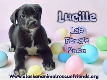 Labrador Retriever and Shepherd Dogs Available for Adoption - Lucille | PetCurious