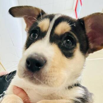 Labrador Retriever and Husky Dogs Available for Adoption in Evansville, Indiana - Storm | PetCurious