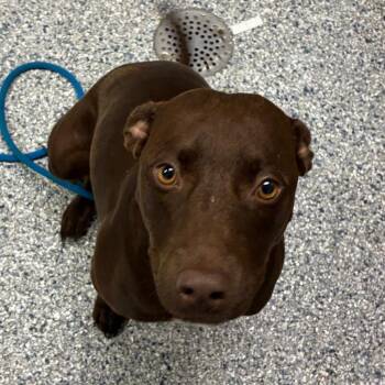 Cranberry -  Chocolate Labrador Retriever Dog for Adoption in Birmingham, Alabama - Cranberry | PetCurious