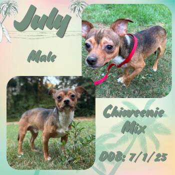 July -  Chiweenie Dog for Adoption in Caldwell, Texas - July | PetCurious
