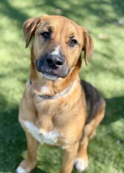 Rescue Shepherd Dogs for Adoption in Red Bluff, California - Brewster | PetCurious