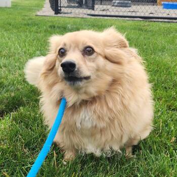 Gadget -  Pomeranian Dog for Adoption in Fort Wayne, Indiana - Gadget | PetCurious