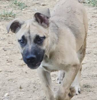 Shepherd Dogs Available for Adoption in Athens, Alabama - Miles | PetCurious