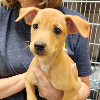 Carambola Pup: China -  Labrador Retriever and Mixed Breed Dog for Adoption in Falls Church, Virginia - Carambola Pup: China | PetCurious