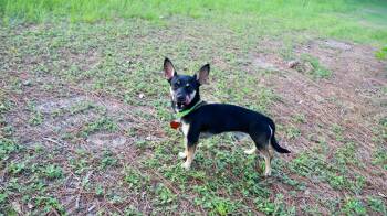 Rescue Chihuahua Dogs for Adoption in Richmond, Texas - Paco (aka Taco Bell) | PetCurious
