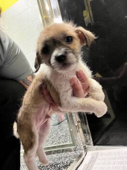 Chihuahua and Mixed Breed Dogs Available for Adoption in Jackson, Tennessee - Donatello | PetCurious