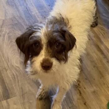 Misty Day -  Miniature Poodle and Maltese Dog for Adoption in Las Vegas, Nevada - Misty Day | PetCurious