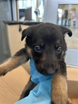 MANDARK -  Labrador Retriever Dog for Adoption in San Antonio, Texas - MANDARK | PetCurious