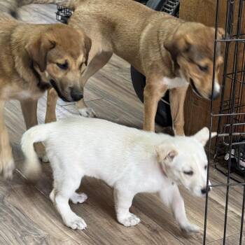 Snow Princess -  Australian Shepherd Dog for Adoption in Haslet, Texas - Snow Princess | PetCurious
