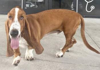 RUSTY -  Basset Hound Dog for Adoption in Hamilton, New Jersey - RUSTY | PetCurious