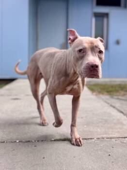 Rescue Pit Bull Terrier and Mixed Breed Dogs for Adoption in New Orleans, Louisiana - Bella Rose | PetCurious