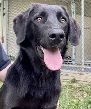 Black Labrador Retriever Dogs Available for Adoption in Glasgow, Kentucky - Teddy | PetCurious