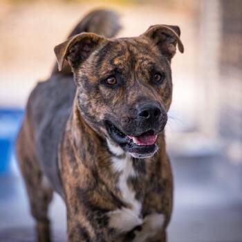Rocky -  Shepherd and Pit Bull Terrier Dog for Adoption in Twentynine Palms, California - Rocky | PetCurious