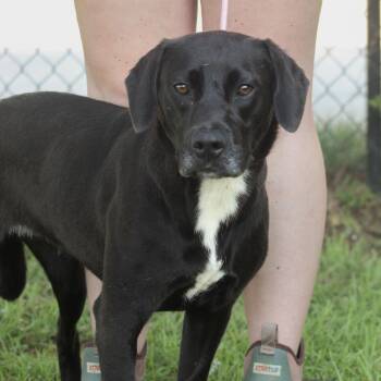Tiptoe -  Labrador Retriever Dog for Adoption in Columbia, South Carolina - Tiptoe | PetCurious