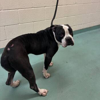 Mixed Breed Dogs Available for Adoption in Memphis, Tennessee - Buffo | PetCurious