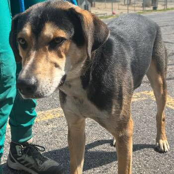 Rescue Hound Dogs for Adoption in Allegan, Michigan - Tontu | PetCurious