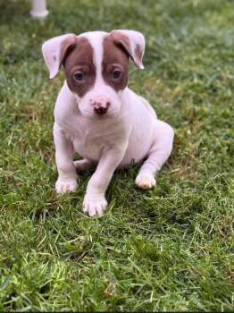 American Staffordshire Terrier Dogs Available for Adoption - Dolly | PetCurious