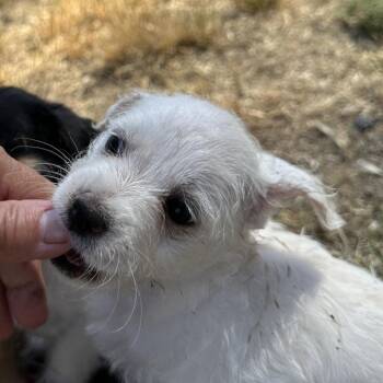 ADOBE -  Miniature Poodle and Mixed Breed Dog for Adoption in Richmond, California - ADOBE | PetCurious