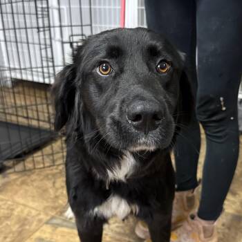 Border Collie Dogs Available for Adoption in Columbia, South Carolina - Spaghetti Squash | PetCurious