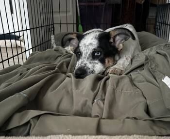 Rey Ficturo -  Australian Cattle Dog Blue Heeler Dog for Adoption in Fort Lupton, Colorado - Rey Ficturo | PetCurious