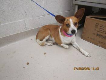 (308) -  Chihuahua Dog for Adoption in Marietta, Georgia - (308) | PetCurious