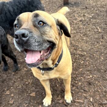 Rescue Mastiff Dogs for Adoption in Peachtree City, Georgia - Cora | PetCurious