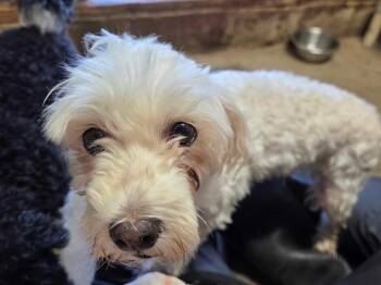 Patti -  Maltese Dog for Adoption in Severance, Colorado - Patti | PetCurious