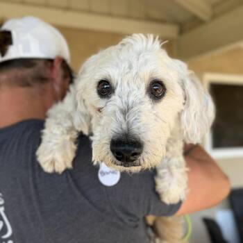 Jack Russell Terrier Dogs Available for Adoption - Brando | PetCurious