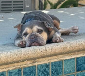 Rescue French Bulldog Dogs for Adoption in Marina Del Rey, California - Ella | PetCurious