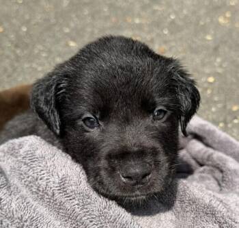 Baby Rex -  Labrador Retriever Dog for Adoption in Washington, District Of Columbia - Baby Rex | PetCurious