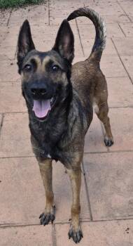 Freesia -  German Shepherd Dog and Mixed Breed Dog for Adoption in Shreveport, Louisiana - Freesia | PetCurious