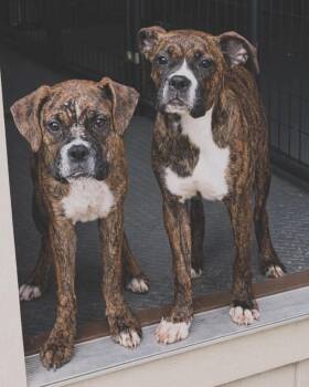 Boxer Dogs Available for Adoption in Monticello, New York - Venus & Serena | PetCurious