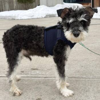 Schnauzer Dogs Available for Adoption - Thunder | PetCurious