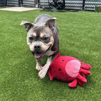 Dussey -  Mixed Breed Dog for Adoption in Pittsburgh, Pennsylvania - Dussey | PetCurious