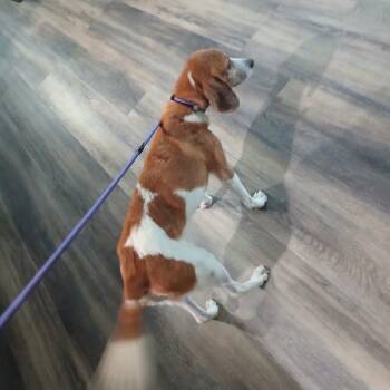 Marble -  Beagle Dog for Adoption in Lonsdale, Arkansas - Marble | PetCurious