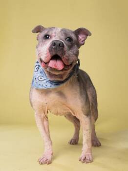 Bombay -  Pit Bull Terrier and Mixed Breed Dog for Adoption in Atlanta, Georgia - Bombay | PetCurious