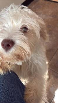 Archer -  Schnauzer Dog for Adoption in Ashland, Wisconsin - Archer | PetCurious